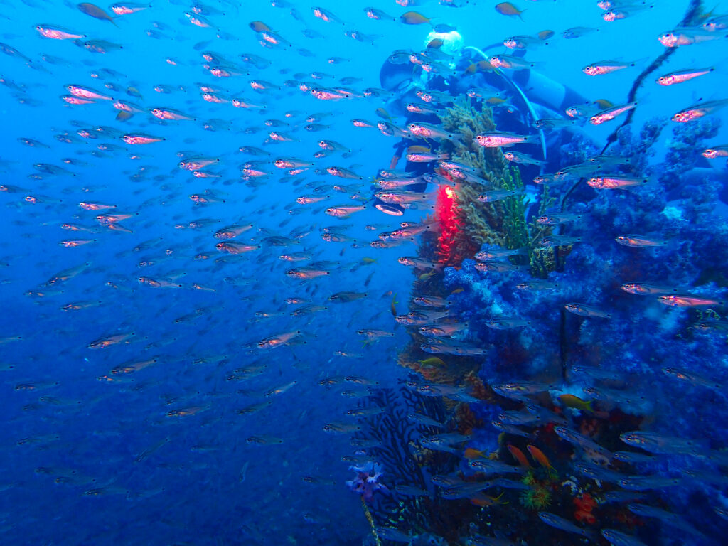 土肥ダイビング　沖魚礁　ネンブツダイ