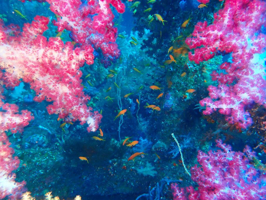 土肥ダイビング　沖魚礁　キンギョハナダイ