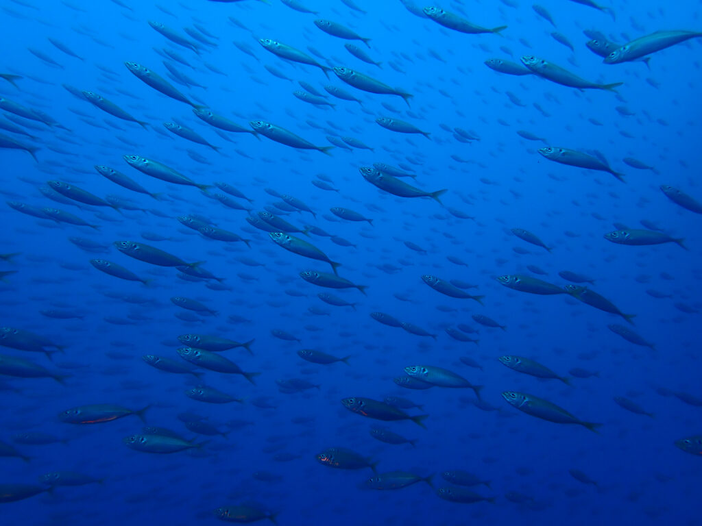 土肥ダイビング　沖魚礁　マアジ
