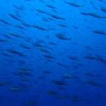 土肥ダイビング　沖魚礁　マアジ