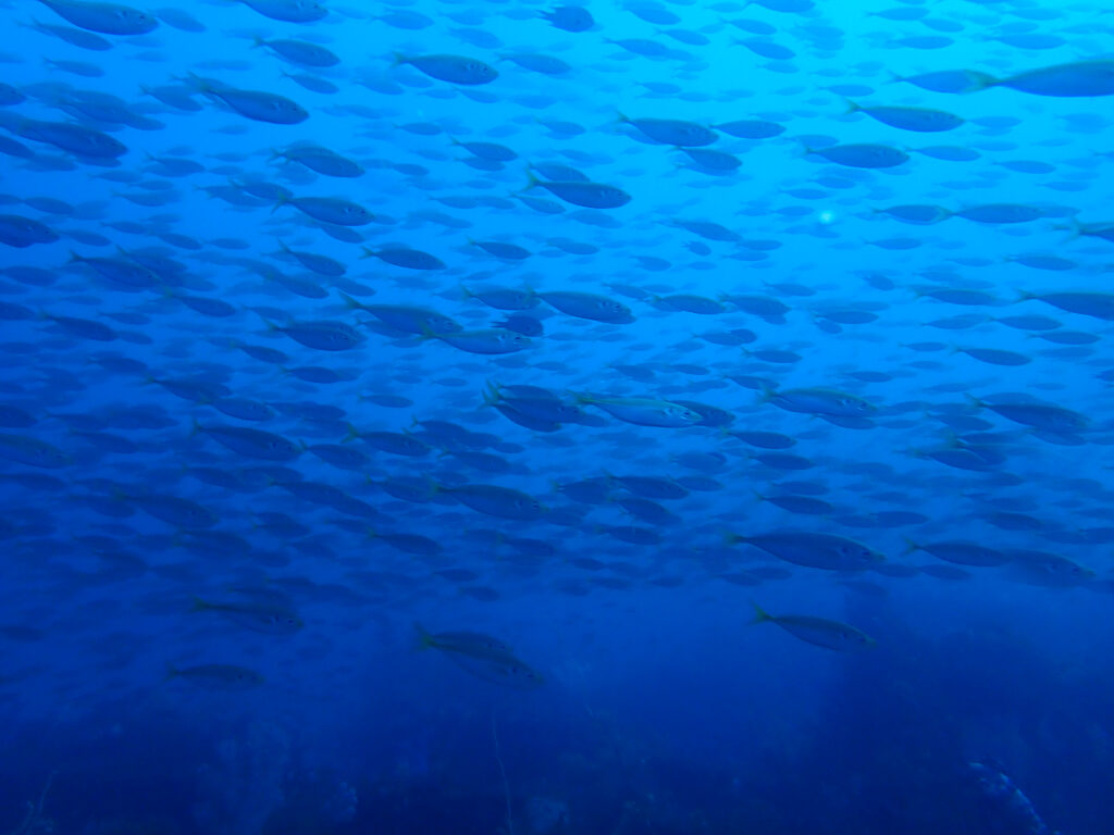 土肥ダイビング　沖魚礁　マアジ