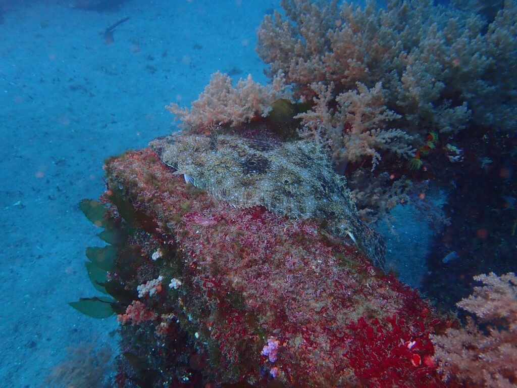 土肥ダイビング　沖魚礁　ヒラメ