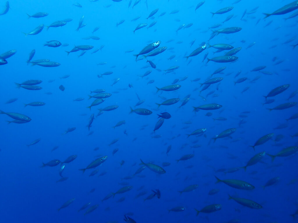土肥ダイビング　八木沢沖魚礁　マアジ群れ
