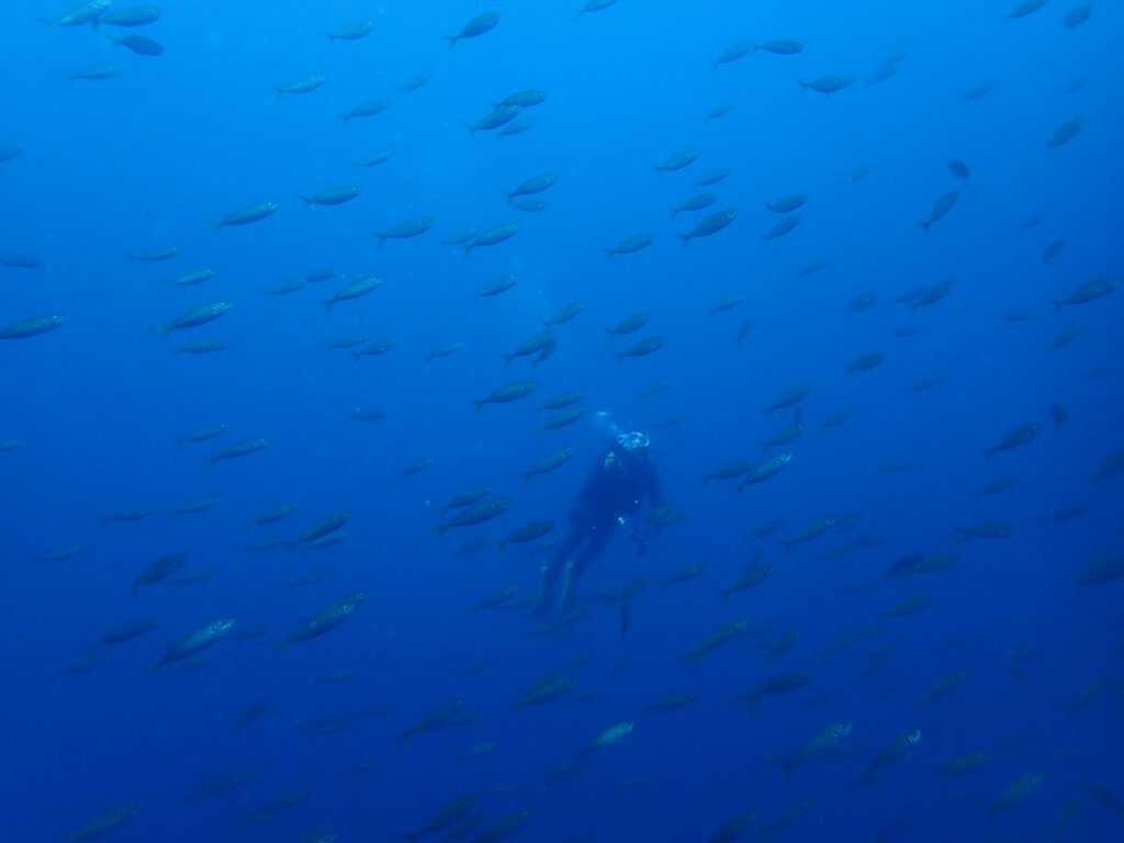 土肥ダイビング　八木沢沖魚礁