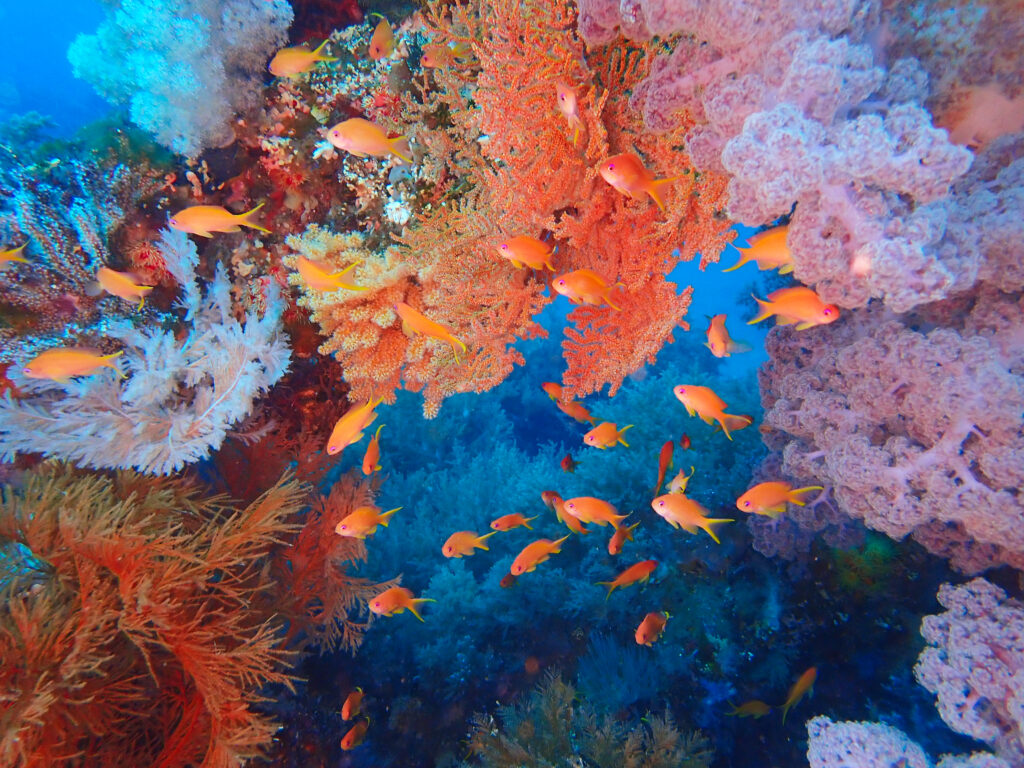 土肥ダイビング　八木沢沖魚礁