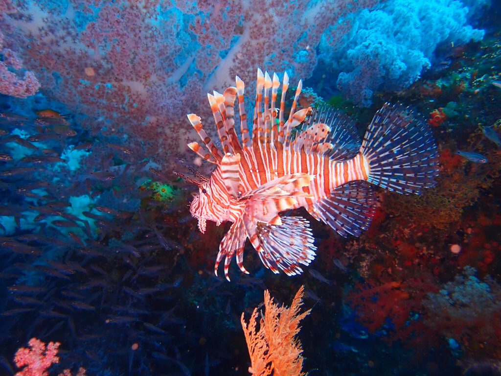 土肥ダイビング　八木沢沖魚礁
