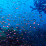 土肥ダイビング　八木沢沖魚礁　　キンメモドキ群れ