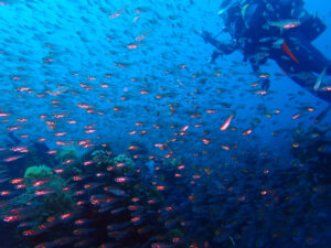 土肥ダイビング 八木沢沖魚礁 キンメモドキ群れ