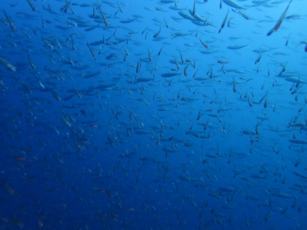 土肥ダイビング　八木沢沖魚礁