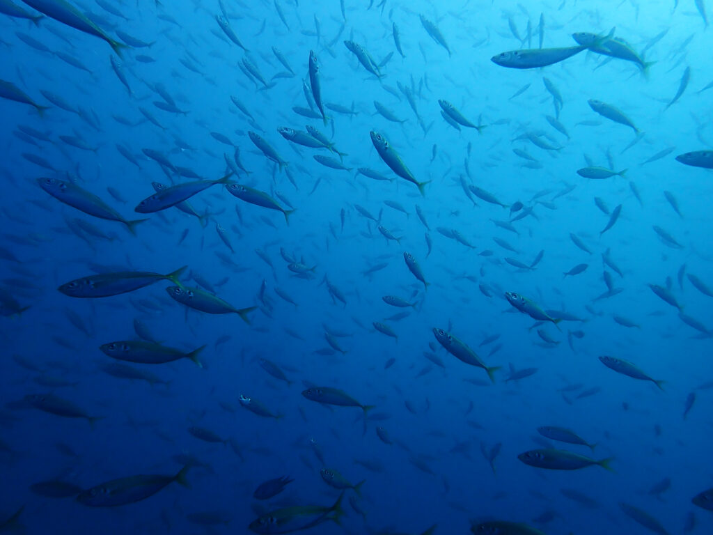 土肥ダイビング　八木沢沖魚礁