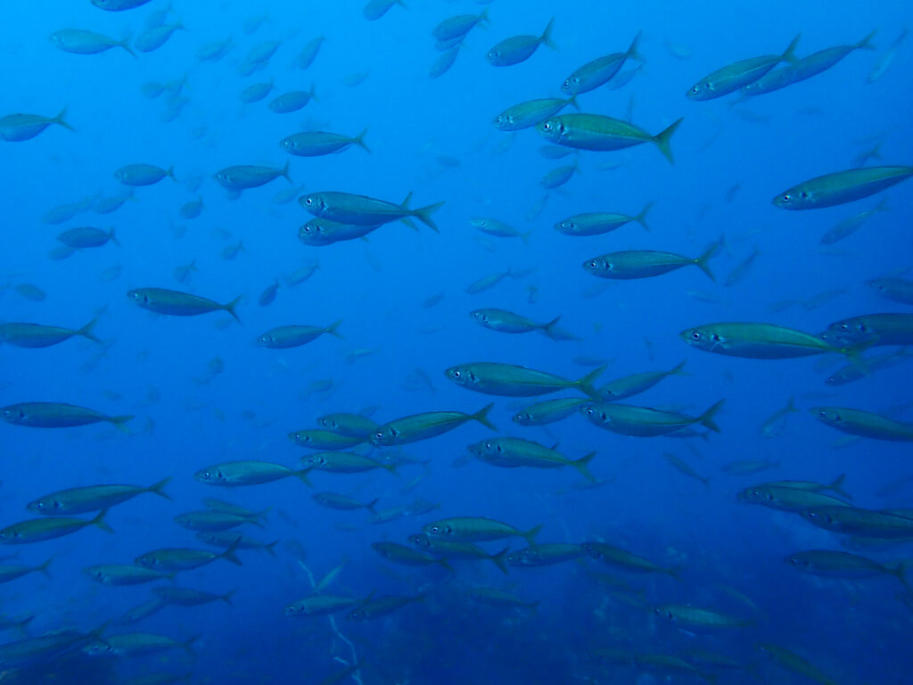 土肥ダイビング　八木沢沖魚礁