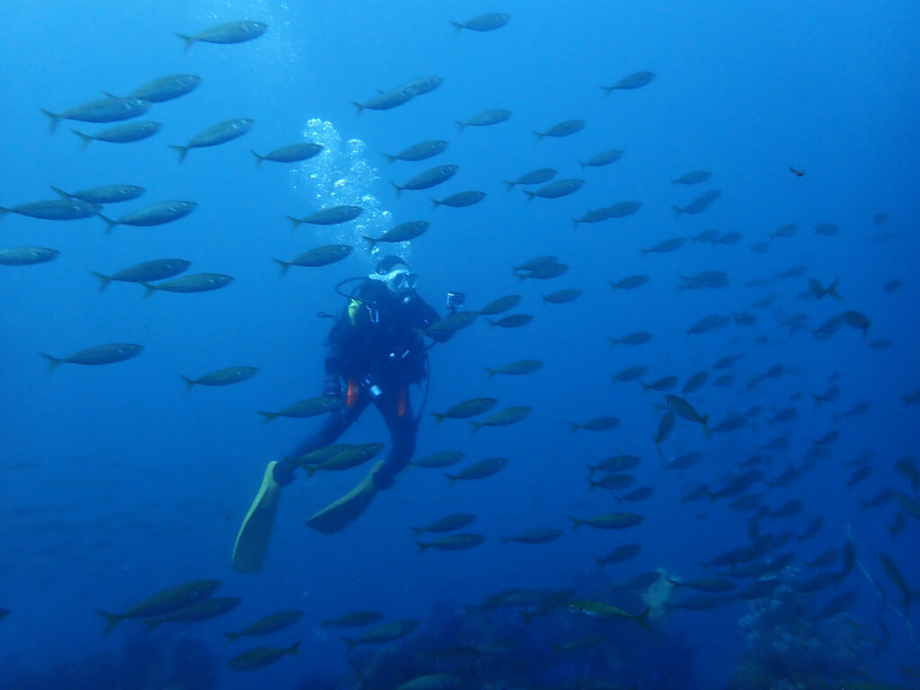 土肥ダイビング　八木沢沖魚礁