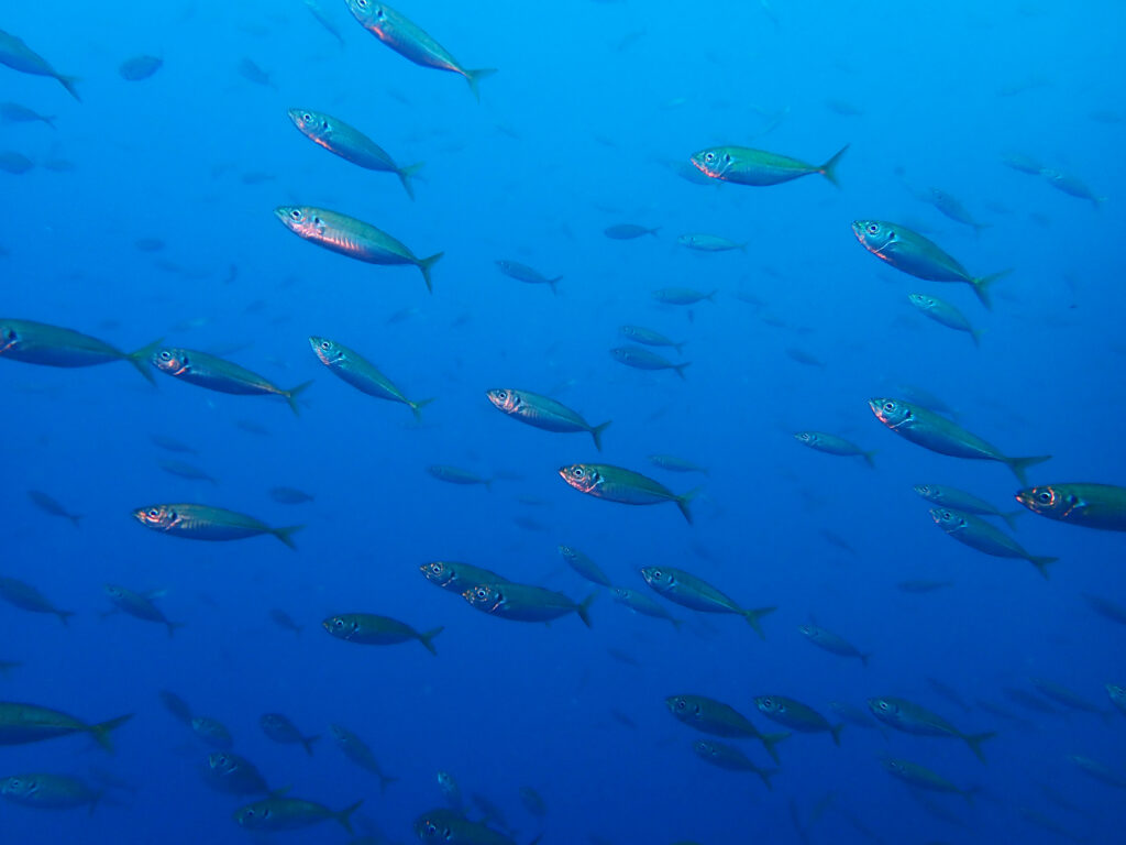 土肥ダイビング　八木沢沖魚礁