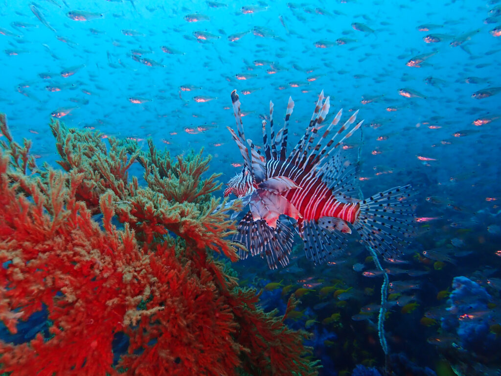 土肥ダイビング　八木沢沖魚礁