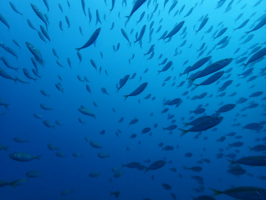 土肥ダイビング　八木沢沖魚礁