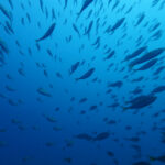 土肥ダイビング　八木沢沖魚礁