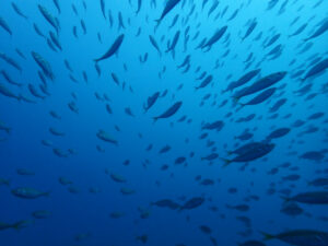 土肥ダイビング 八木沢沖魚礁