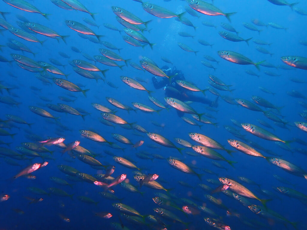 土肥ダイビング　八木沢沖魚礁