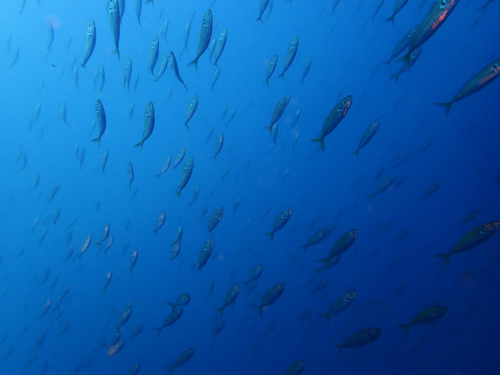 土肥ダイビング　八木沢沖魚礁