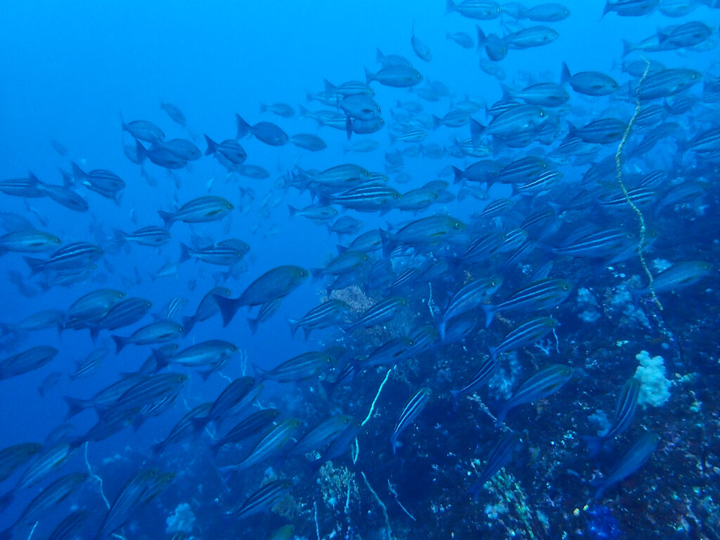 土肥ダイビング 小下田 とび島沖