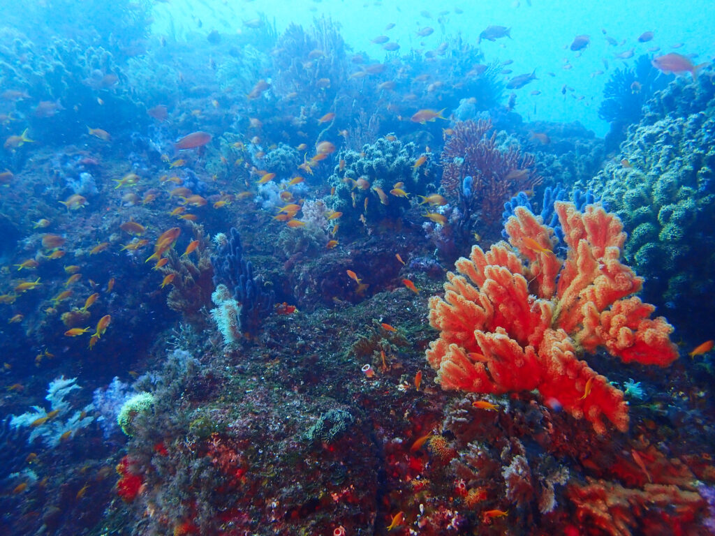 土肥ダイビング 小下田 とび島沖