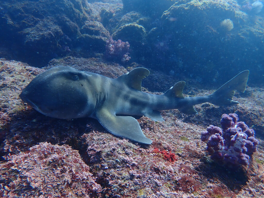 土肥ダイビング 小下田 とび島沖