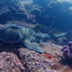 土肥ダイビング　小下田　とび島沖