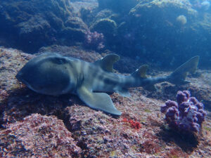 土肥ダイビング 小下田 とび島沖