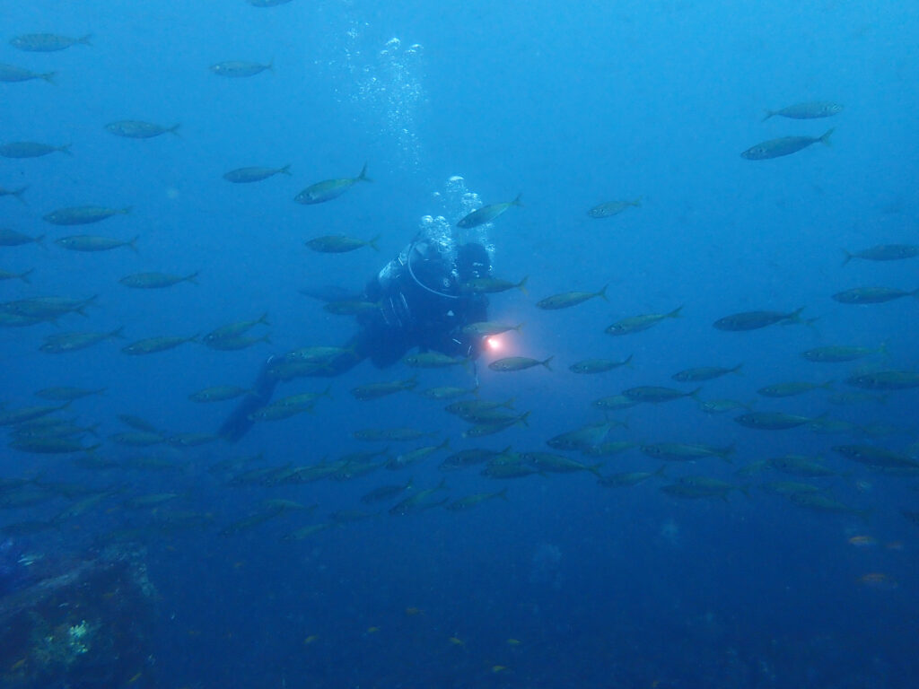 土肥ダイビング 八木沢 沖魚礁