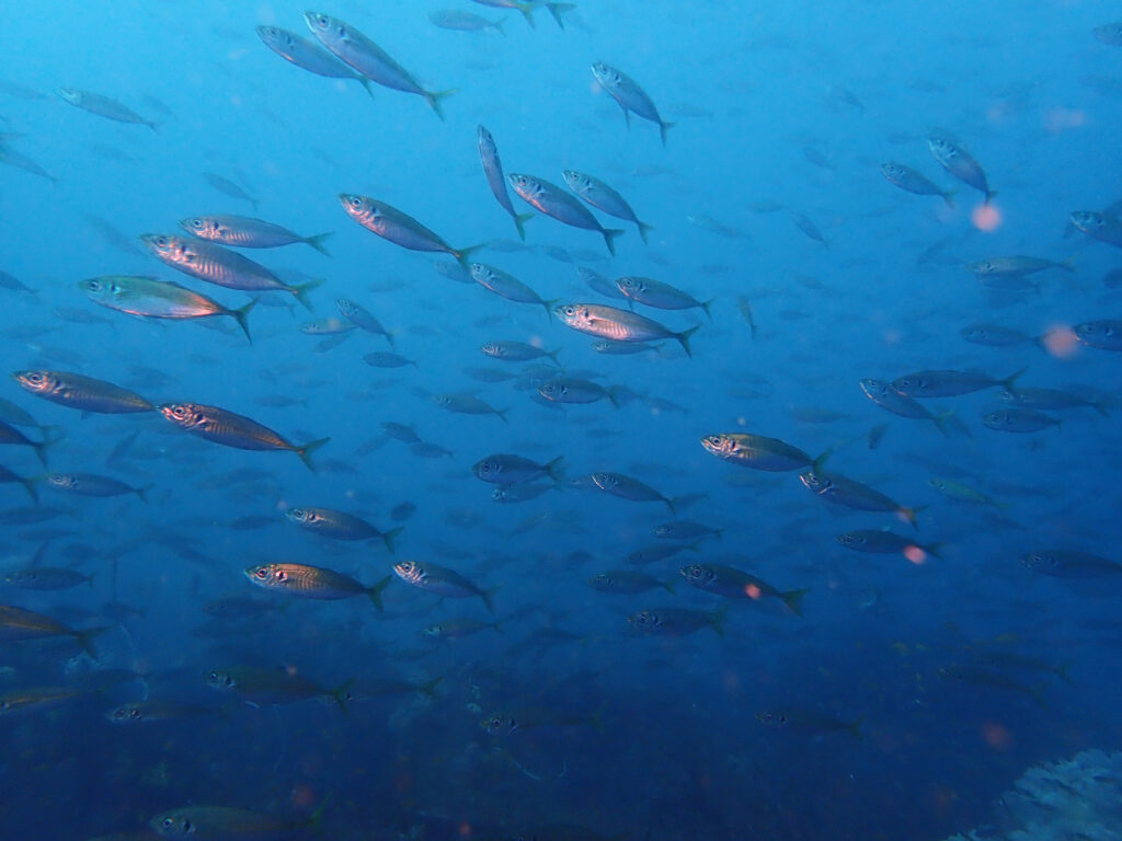 土肥ダイビング 八木沢 沖魚礁