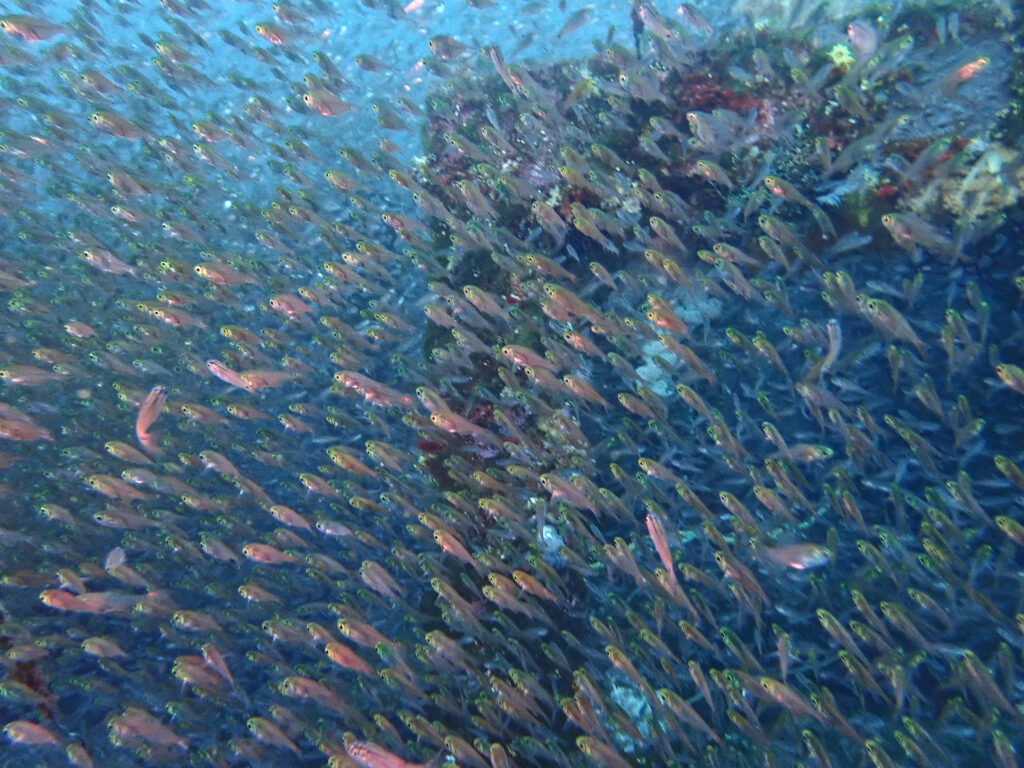 土肥ダイビング 八木沢 沖魚礁