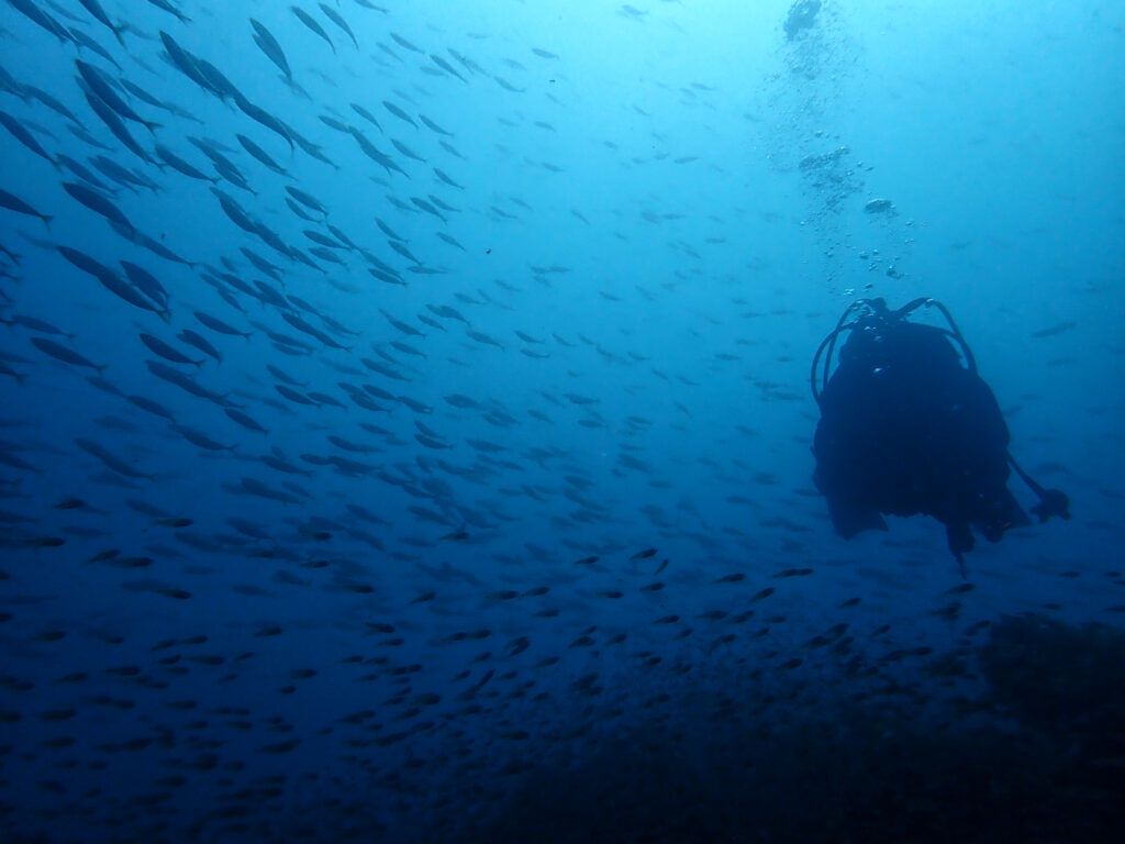 土肥ダイビング 八木沢 沖魚礁