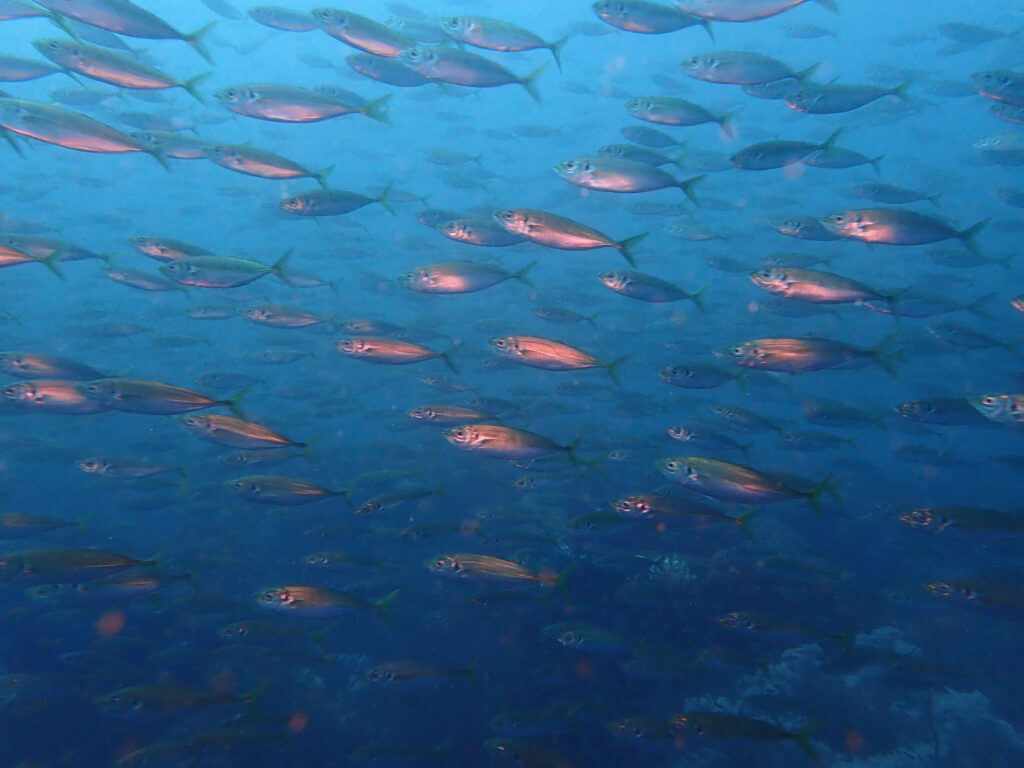 土肥ダイビング 八木沢 沖魚礁