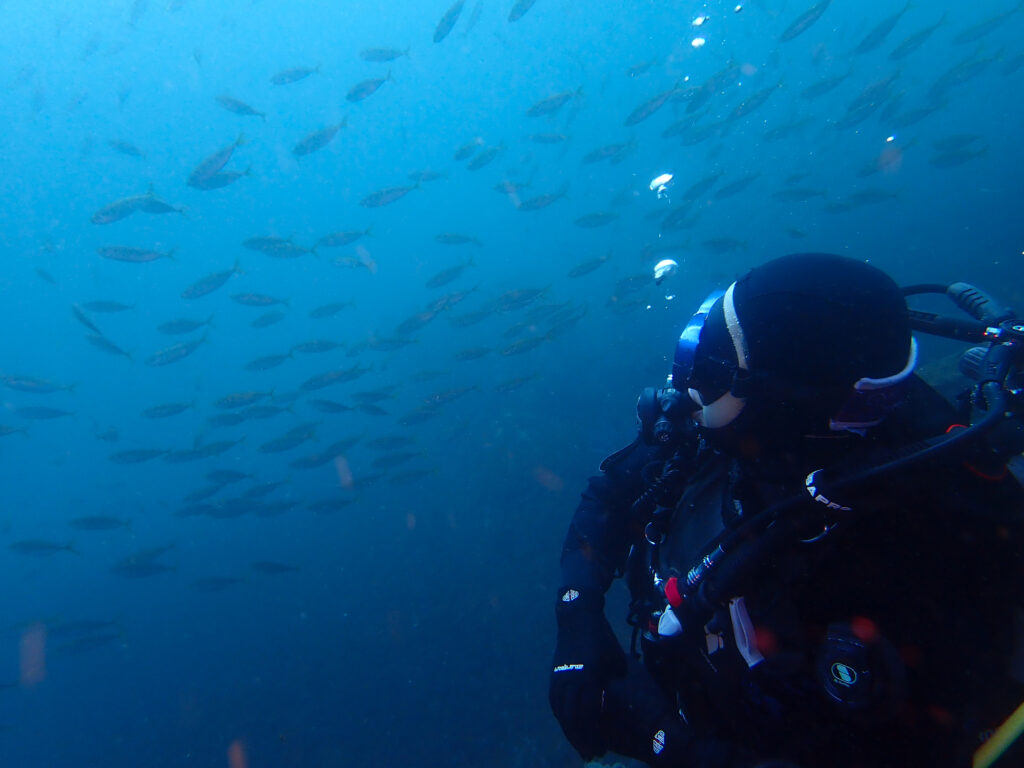 土肥ダイビング 八木沢 沖魚礁