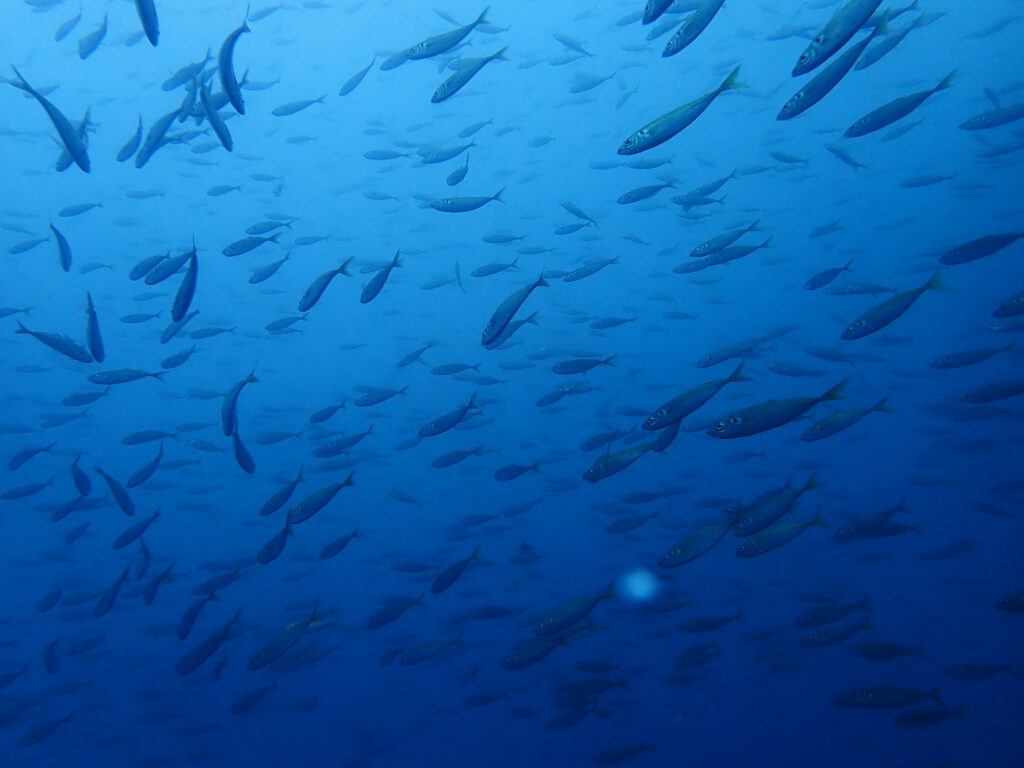 土肥ダイビング 八木沢沖魚礁