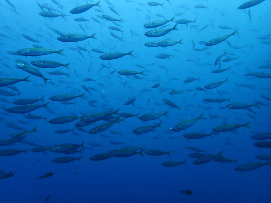 土肥ダイビング 八木沢沖魚礁