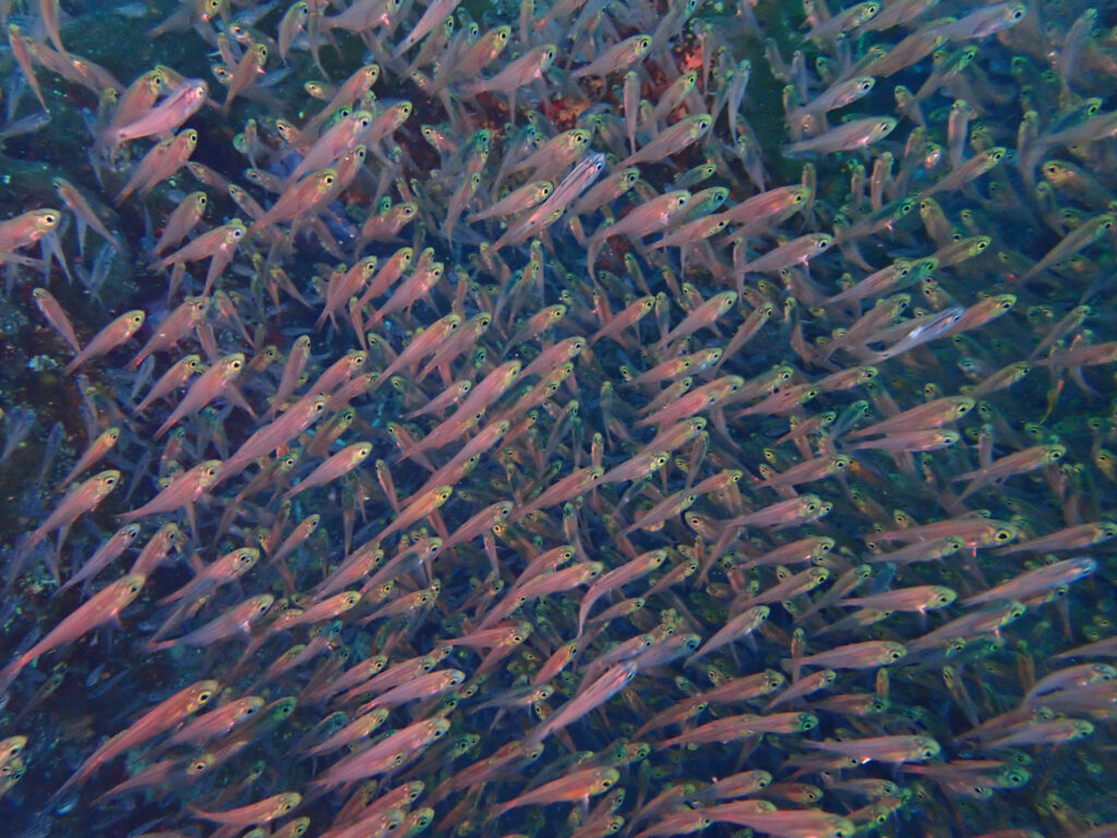 土肥ダイビング 八木沢沖魚礁