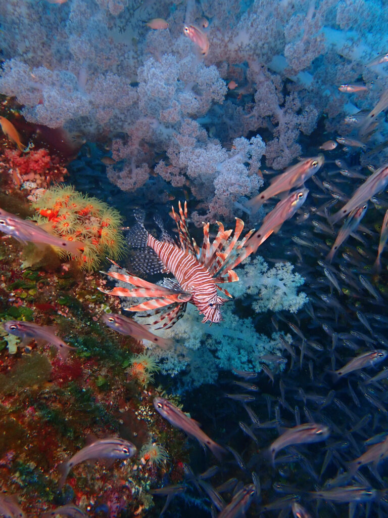 土肥ダイビング 八木沢沖魚礁