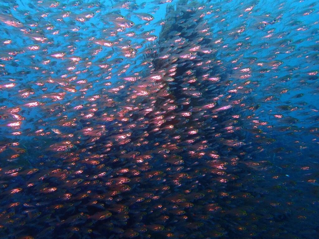 土肥ダイビング 八木沢沖魚礁