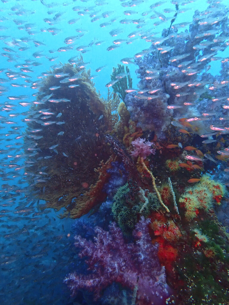 土肥ダイビング 八木沢沖魚礁