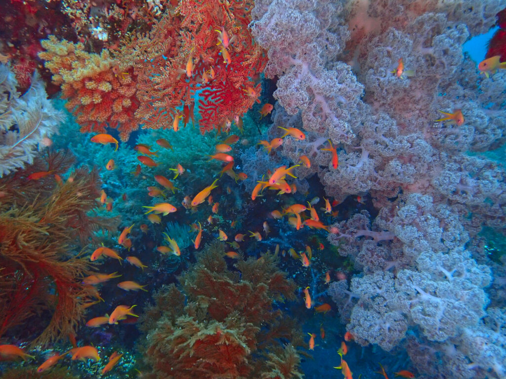 土肥ダイビング 八木沢沖魚礁