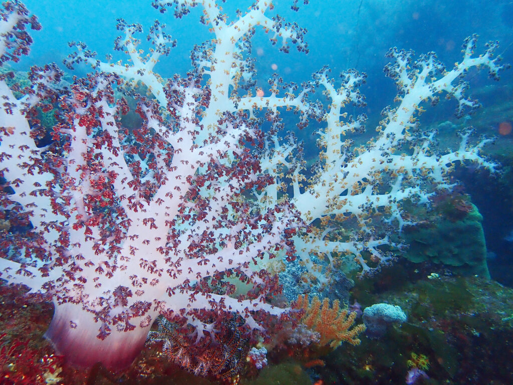 土肥ダイビング 八木沢沖魚礁