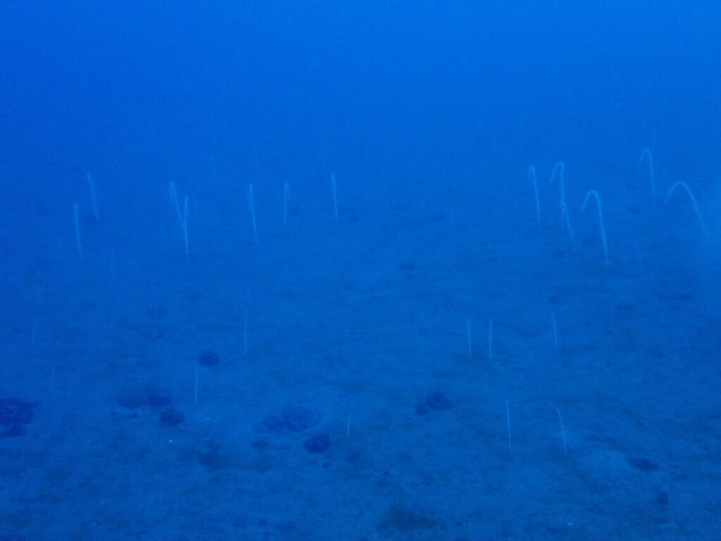 土肥ダイビング 通り崎ビーチ