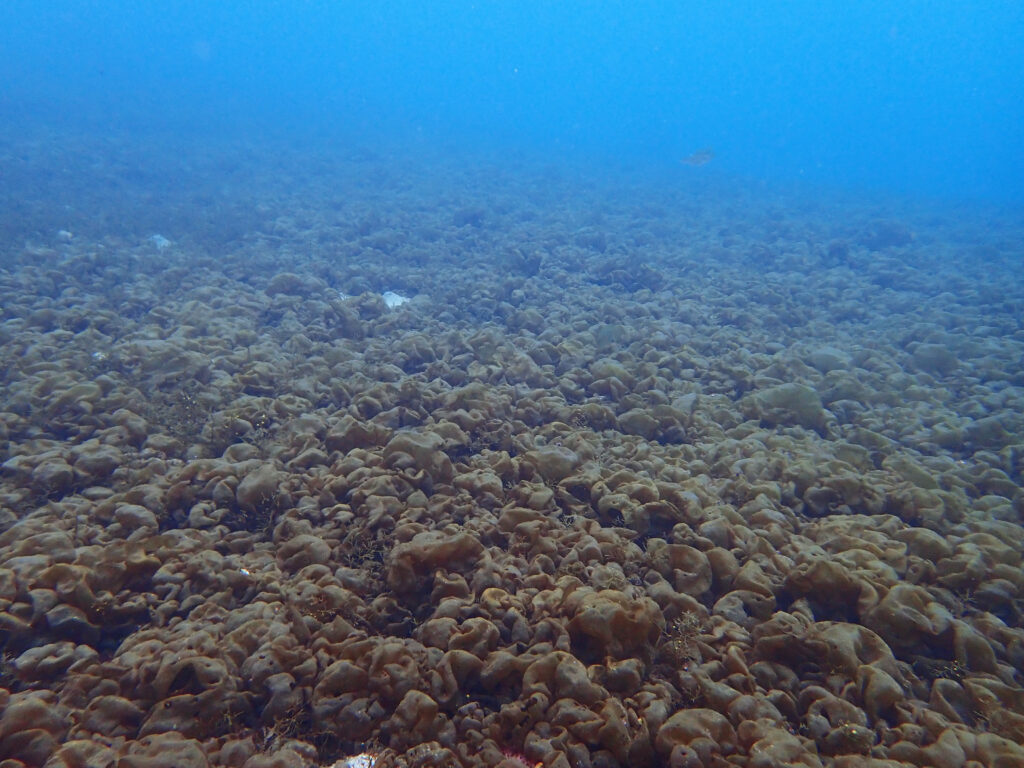 土肥ダイビング 通り崎ビーチ