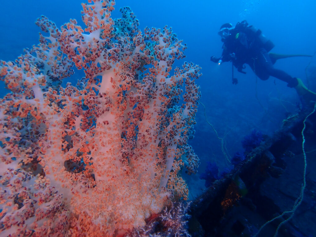 土肥ダイビング 通り崎沈船