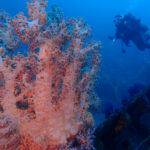 土肥ダイビング　通り崎沈船