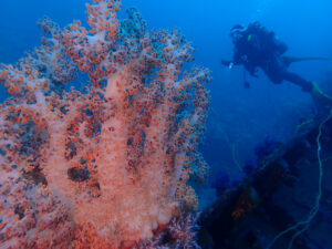 土肥ダイビング 通り崎沈船