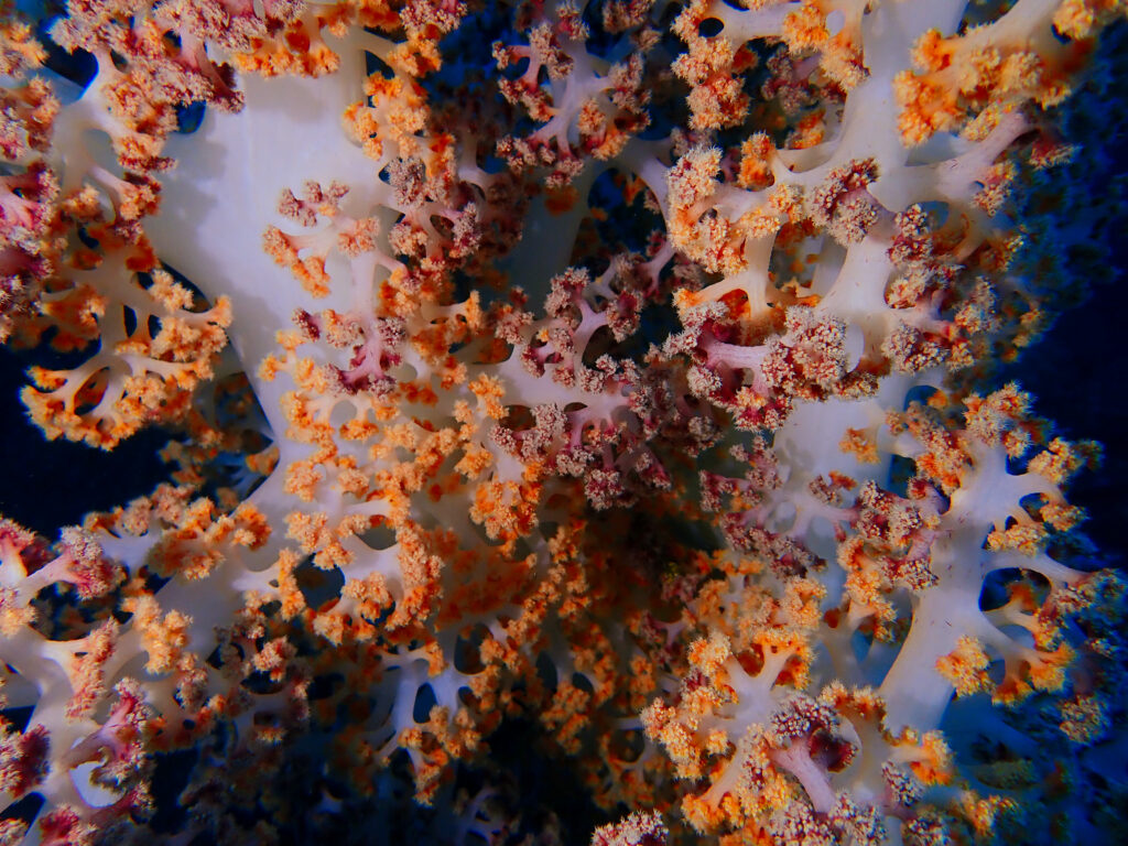 土肥ダイビング 通り崎沈船