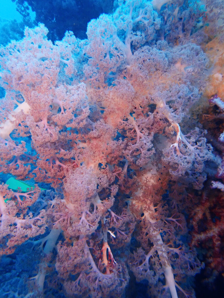 土肥ダイビング 通り崎沈船
