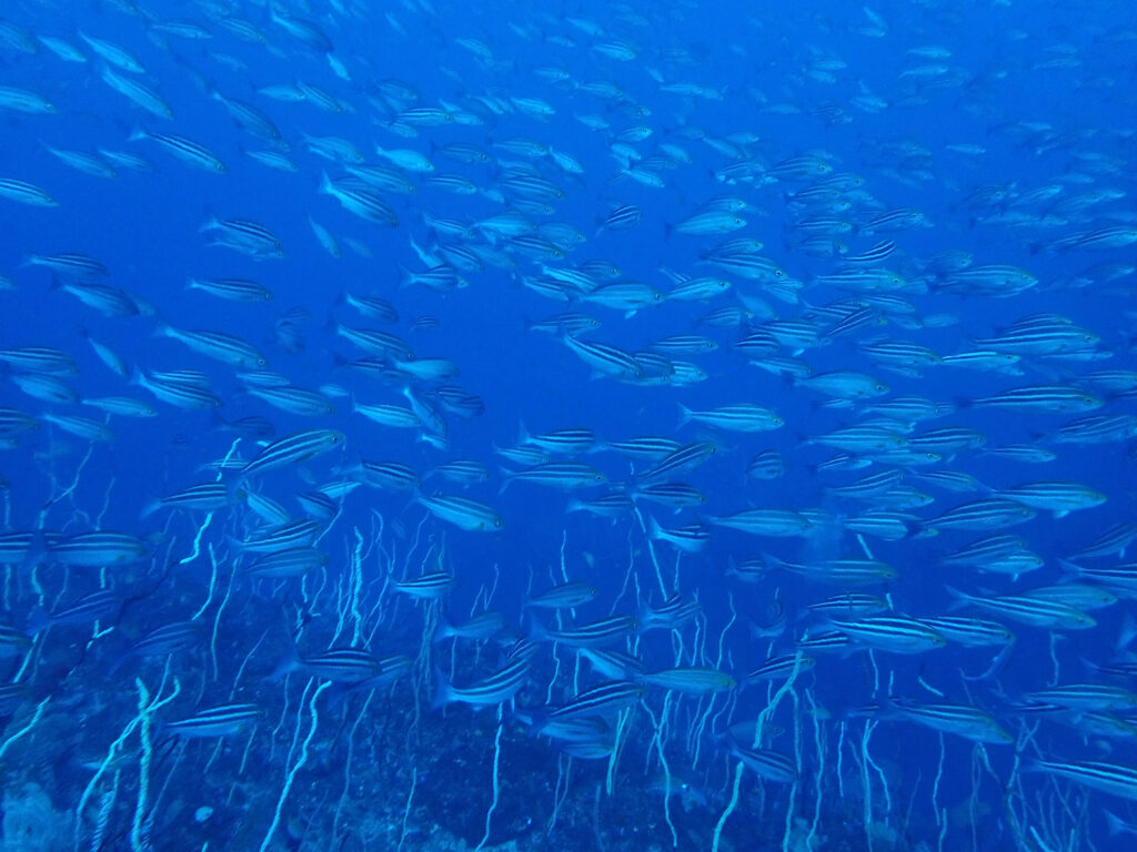 田子ダイビング　フトネ
